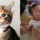 Image for article titled Finally, A Way to Turn Facebook Baby Pictures into Adorable Cats